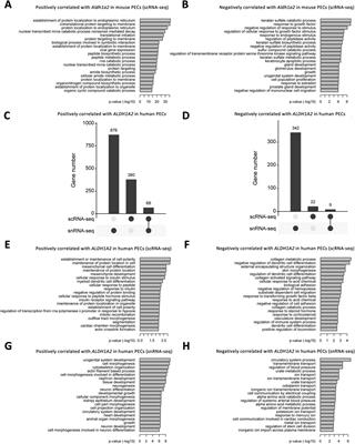 Single-cell RNA sequencing data locate ALDH1A2-mediated retinoic acid synthetic pathway to glomerular parietal epithelial cells